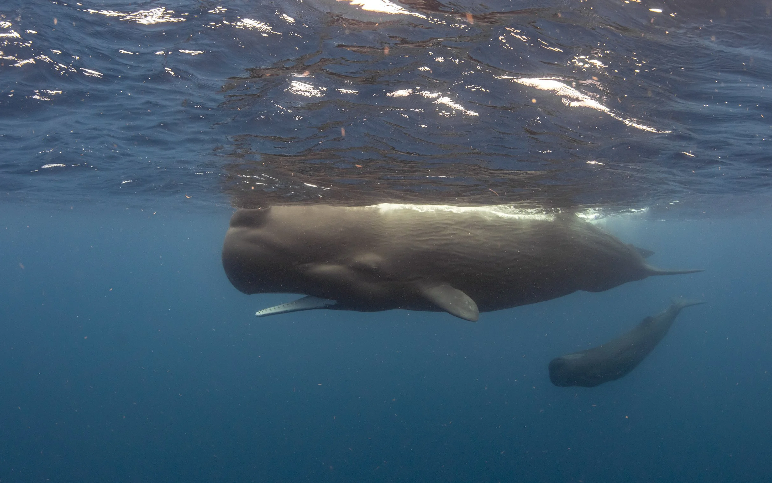 Wildlife Expeditions & Photography Adventures | SDM Adventures